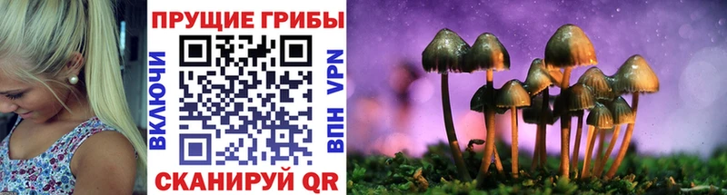 Псилоцибиновые грибы GOLDEN TEACHER  купить  сайты  Дубна 